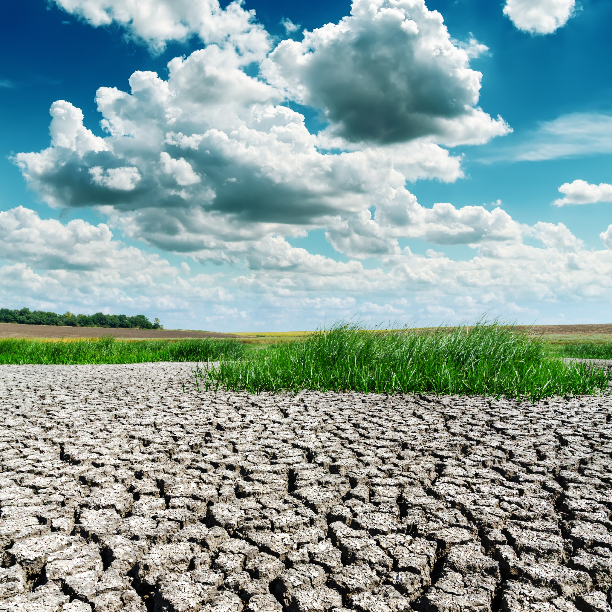 An image of a field with dry, cracked soil as a result of drought