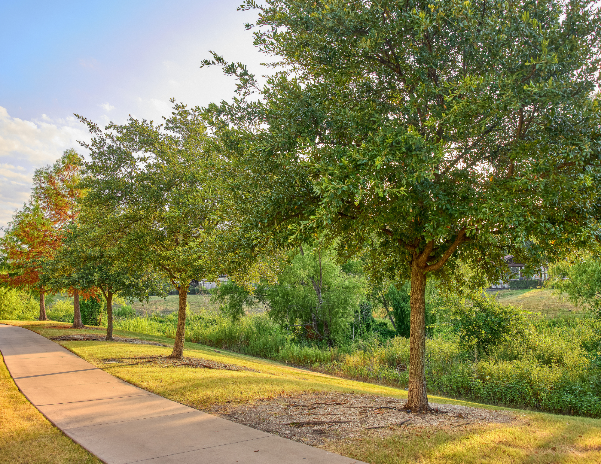 Image of trees along the Village Trail in Fairview